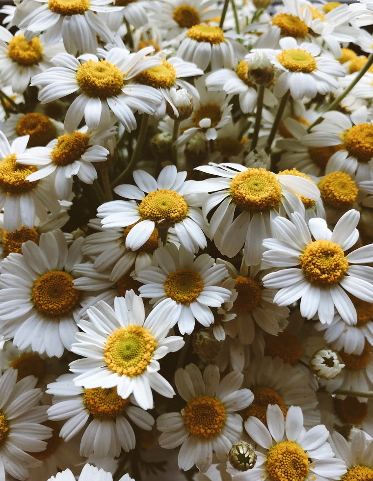 Somnus Herbal Infusion Blend